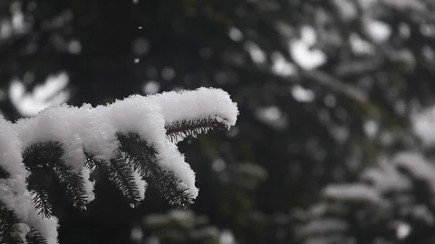 Fir tree snow forest hd footage Stock Footage 100023422