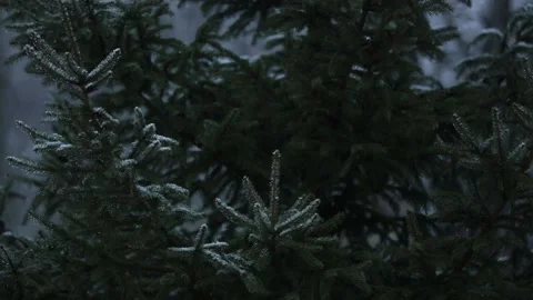 Fir tree in a snow in a park Stock Footage 146143229