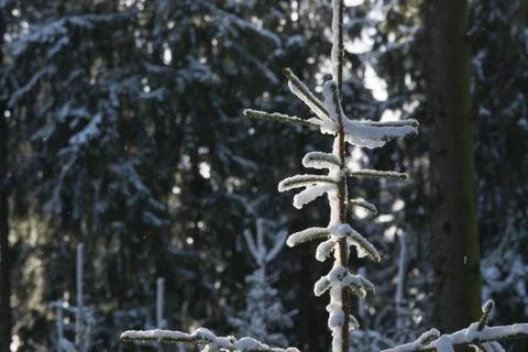 Fir tree with snow Fotos de archivo