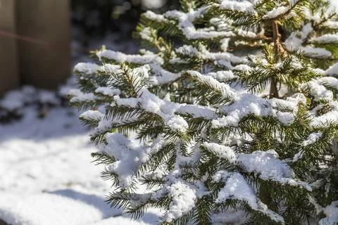 Fir tree with snow Stock Photos
