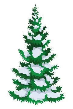 Fir tree with snow. Winter snow-covered spruce. Green fluffy pine isolated on Stock Illustration