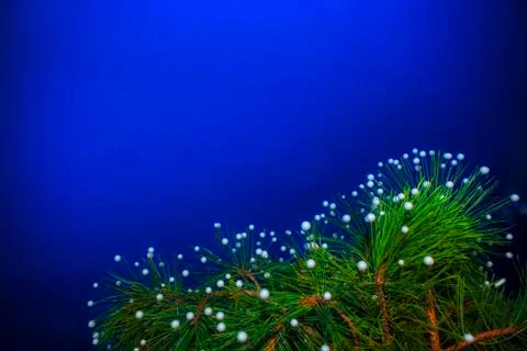 Fir tree with snowflakes Stock Photos