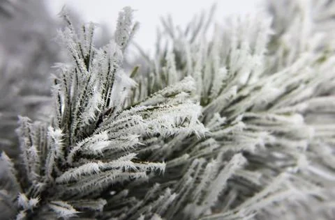 Fir tree with snowflakes Stock Photos