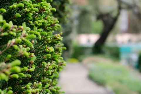 Fir tree sprouts on the left side of the frame 库存照片