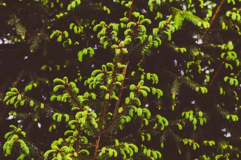 Fir-tree with sprouts Stock Photos