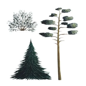 Fir tree, spruce. Tree shrub, brush, brush. Green pine tree. Watercolor Stock Illustration