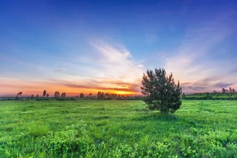 Fir-tree in summer field Stock Photos