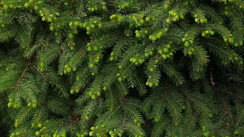Fir tree summer forest background Stock Footage 107542041