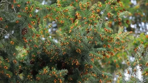 Fir tree summer forest background Stock Footage 107543189