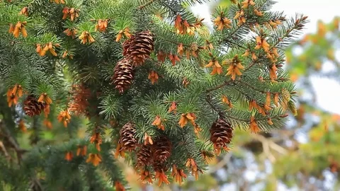 Fir tree summer forest background Stock Footage 107543319