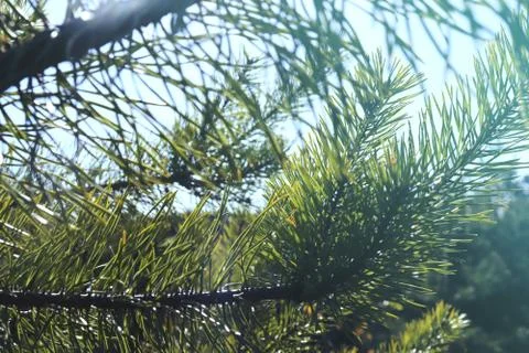 Fir-tree in a sunlight Stock Photos