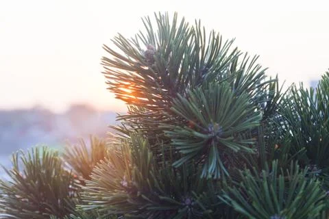 Fir-tree at sunset Stock Photos