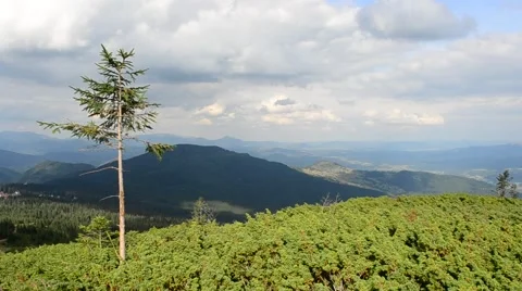 Fir tree swaying in wind in mountains with beautiful clouds Video stock 54362651