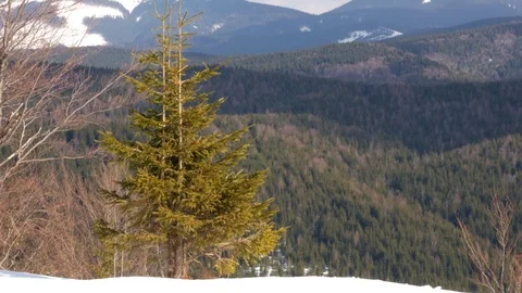Fir tree swaying in the wind. Winter. Stock Footage 73293058