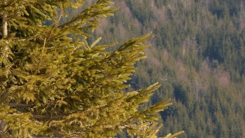 Fir tree swaying in the wind. Winter. Stock Footage 73293109