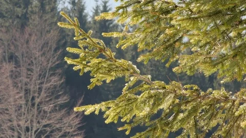 Fir tree swaying in the wind. Winter. Stock Footage 73293126