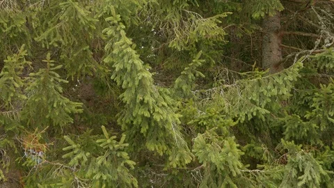 Fir tree swaying in the wind. Winter. Stock Footage 73298459