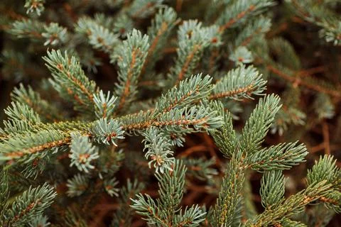 Fir tree texture background, wallpaper. Foto stock