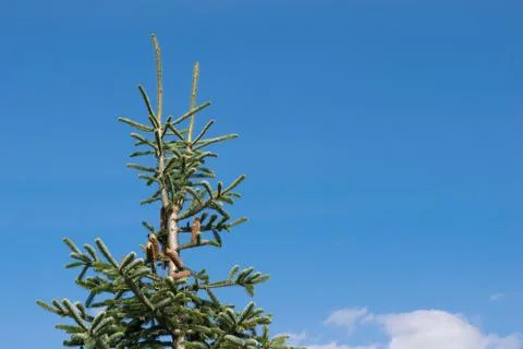 Fir tree top with clear sky background - copy space Stock Photos