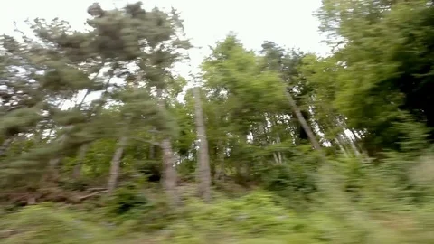 Fir Tree Travel Motion Background Stock Footage 81510812