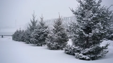 Fir-tree Trees under the Snowfall 스톡 동영상 103151920