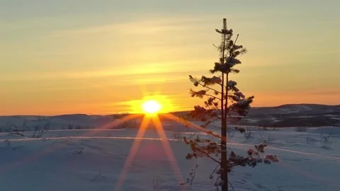 Fir tree trembles in the wind among a snowy plain Stock Footage 321601023