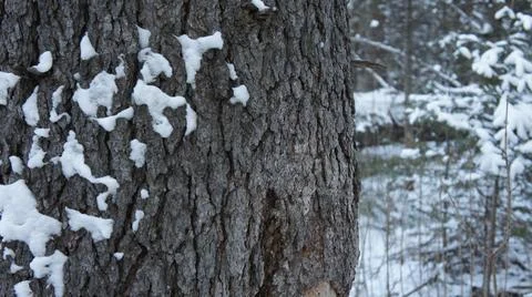 Fir tree trunk, on the background of the winter forest Foto stock