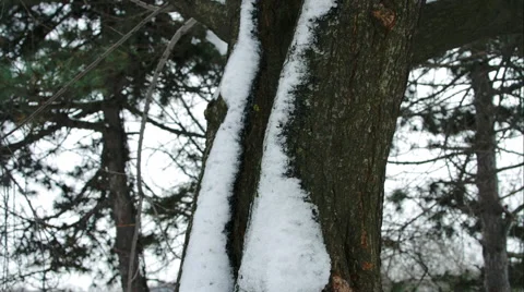 Fir Tree With Trunk Covered In Icy Snow, Winter, Forest, Tilt Down Stock Footage 45675969
