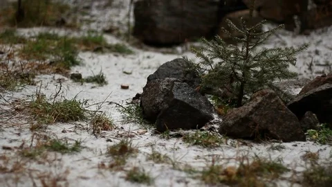 Fir  Tree Under The Snow Stock Footage 81340641