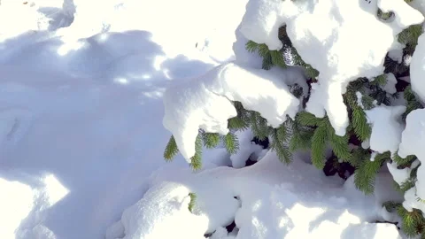Fir tree under snow Video stock 306396976