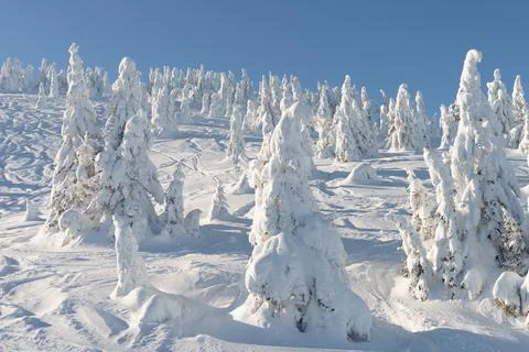 Fir tree under the snow on the mountain slope with blue sky Stock Photos