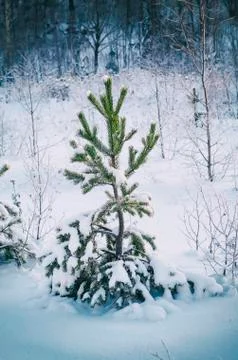 Fir tree under the snow Stock-Fotos