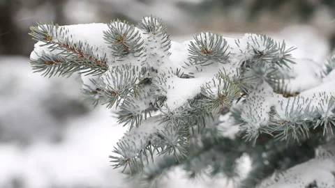 Fir tree in winter and falling snow Stock-Footage 86394053