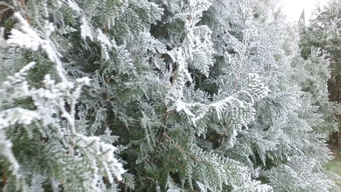 Fir Tree Winter Background Video stock 120290972