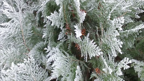 Fir Tree Winter Background Stock Footage 120291084