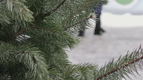 Fir tree in winter city close up Stock Footage 116417312