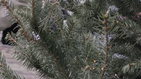 Fir tree in winter city close up Video stock 116417636