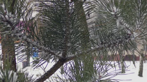 Fir tree in winter city close up Stock Footage 116417939