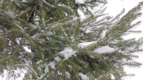 Fir tree in winter city close up Stock Footage 116822434