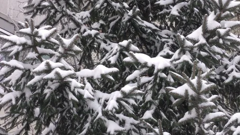 Fir tree in winter city close up Stock Footage 116822471