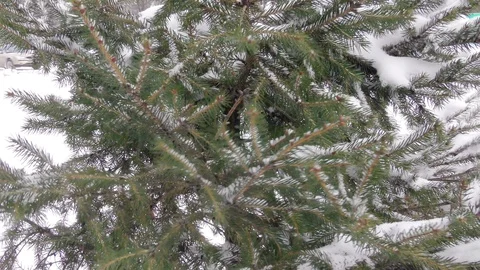Fir tree in winter city close up Stock Footage 116822521