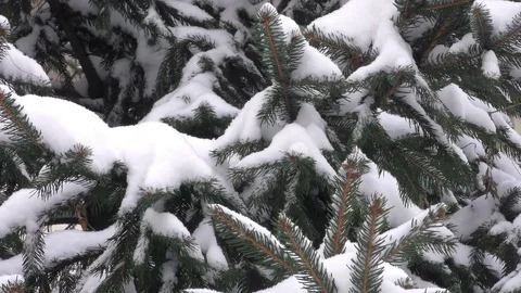 Fir tree in winter city close up Stock Footage 116822728