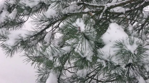 Fir tree in winter city close up Stock Footage 116822829