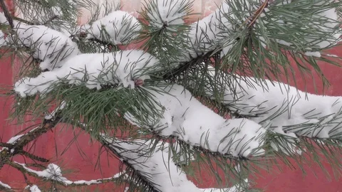 Fir tree in winter city close up Stock Footage 116822981