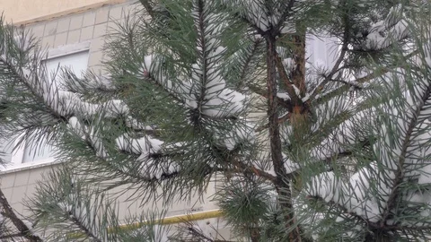 Fir tree in winter city close up Video stock 116823174