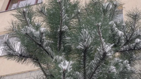 Fir tree in winter city close up Stock Footage 116823216