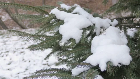 Fir tree in winter city close up Stock Footage 121400822