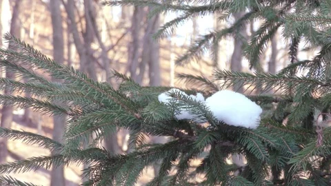 Fir tree in winter city close up Stock Footage 121401131