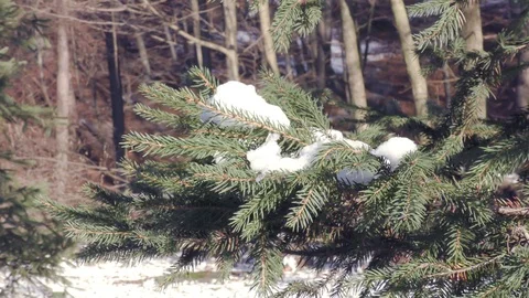 Fir tree in winter city close up Stock Footage 121401614