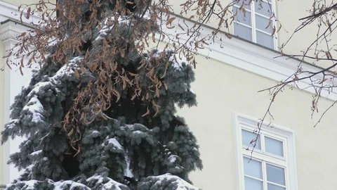 Fir tree in winter city Stock Footage 116417043